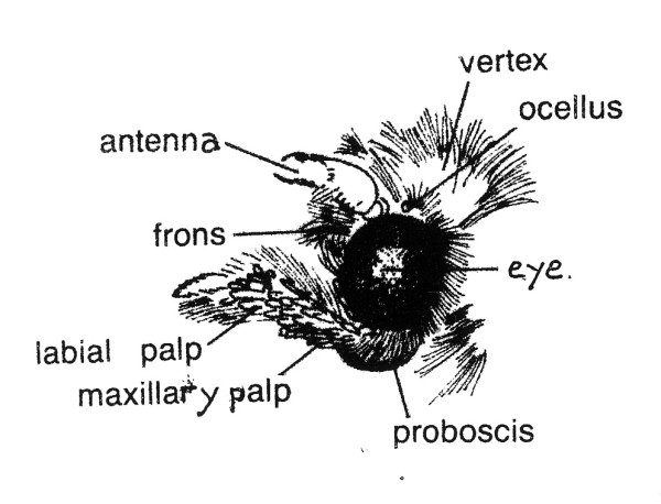 Head of tortricid moth (after Bradley et al., 1973).